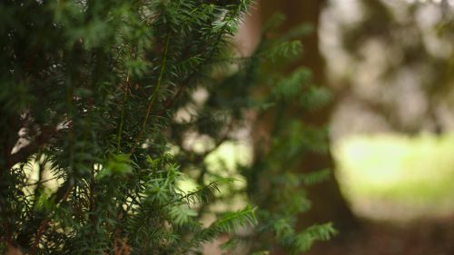 Strauch und Baum | Naturfreundehaus Billtalhöhe | Waldgaststätte | Königstein im Taunus