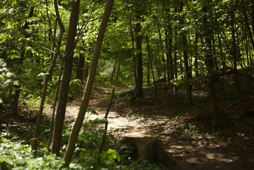 Waldweg | Naturfreundehaus Billtalhöhe | Waldgaststätte | Königstein im Taunus