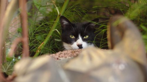 Katze | Naturfreundehaus Billtalhöhe | Waldgaststätte | Königstein im Taunus
