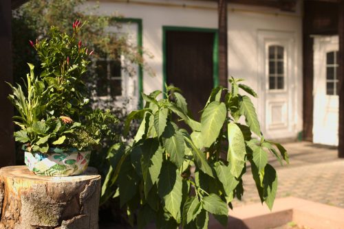 Hof und Pflanzen | Naturfreundehaus Billtalhöhe | Waldgaststätte | Königstein im Taunus