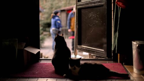 Katzen im Naturfreundehaus